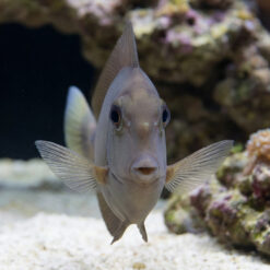 Alternative view of Blue Unicorn Tang