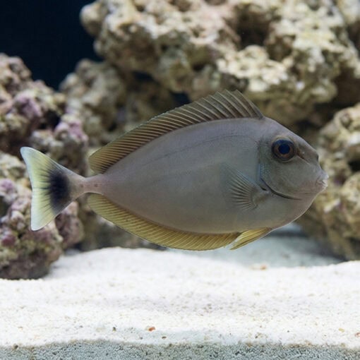 Blue Unicorn Tang - Image 3