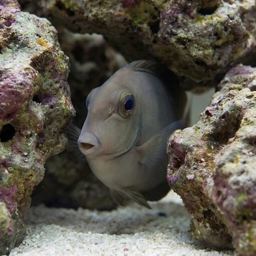 Blue Unicorn Tang - Image 4