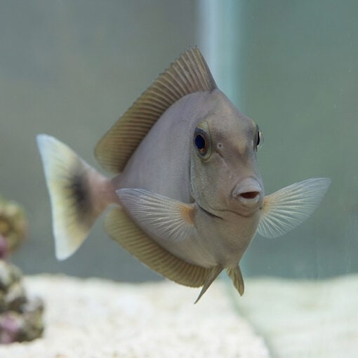 Blue Unicorn Tang - Image 5