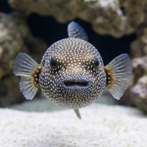 Blue and White Spotted Puffer - Image 2