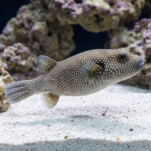 Blue and White Spotted Puffer - Image 3