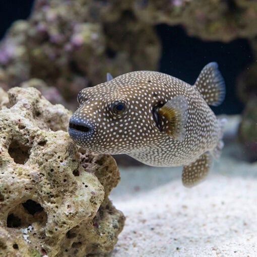Blue and White Spotted Puffer - Image 4