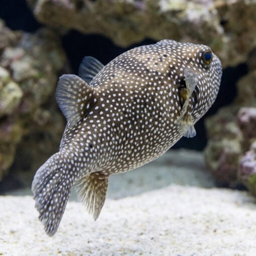 Blue and White Spotted Puffer - Image 5