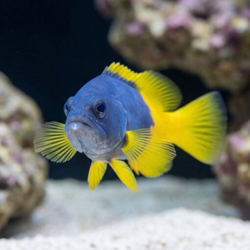 Blue and Yellow Grouper - Image 2