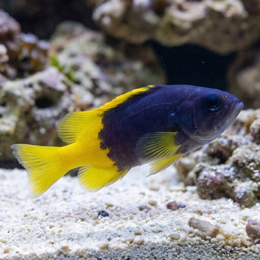 Blue and Yellow Grouper - Image 3