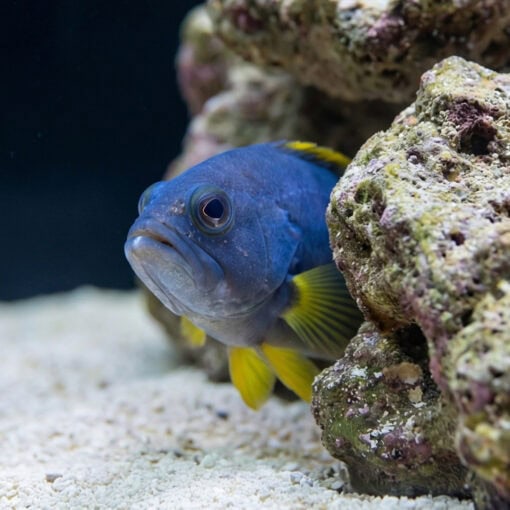 Blue and Yellow Grouper - Image 4