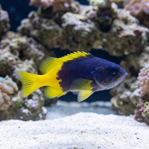 Blue and Yellow Grouper - Image 5