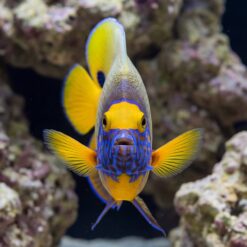 Alternative view of Blueface Angelfish