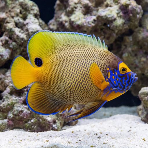 Blueface Angelfish - Image 5