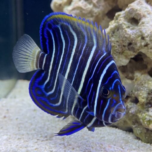 Blueface Angelfish - Image 3