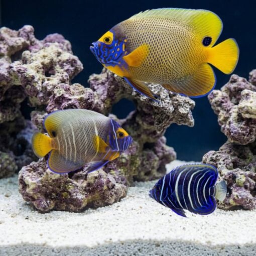 Blueface Angelfish