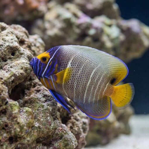 Blueface Angelfish - Image 4