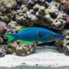 Blue/Green Bird Wrasse