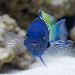 Alternative view of Bluehead Wrasse