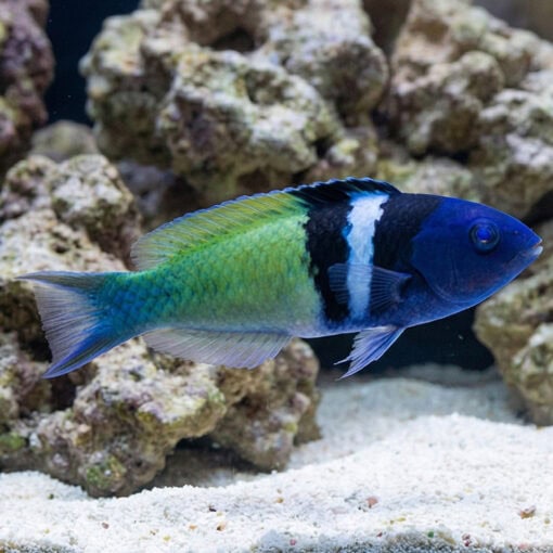 Bluehead Wrasse - Image 3