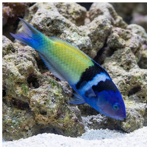 Bluehead Wrasse