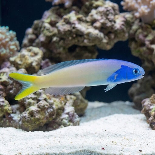 Bluejaw Tile Goby