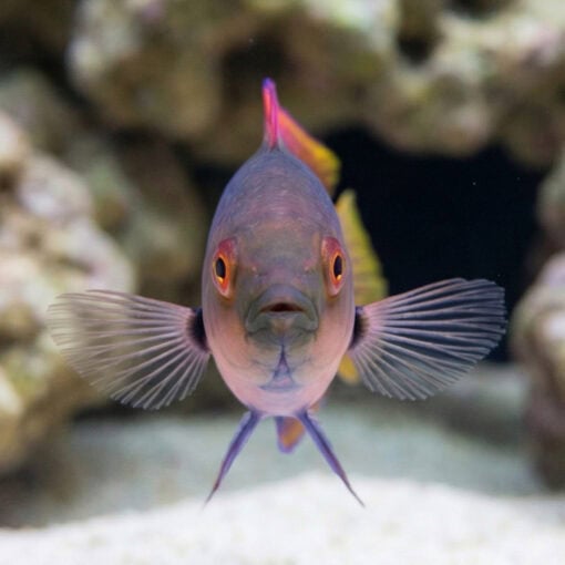 Blue Sided Fairy Wrasse - Image 2