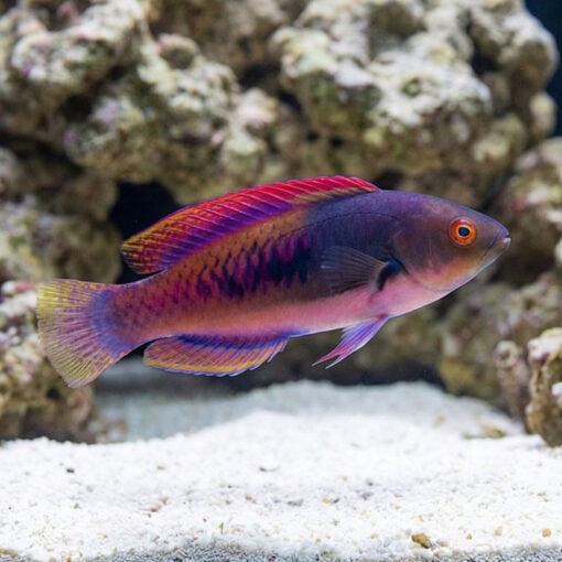Blue Sided Fairy Wrasse - Image 3
