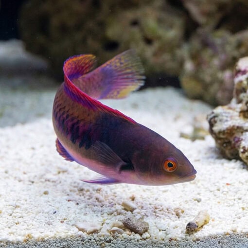 Blue Sided Fairy Wrasse - Image 4