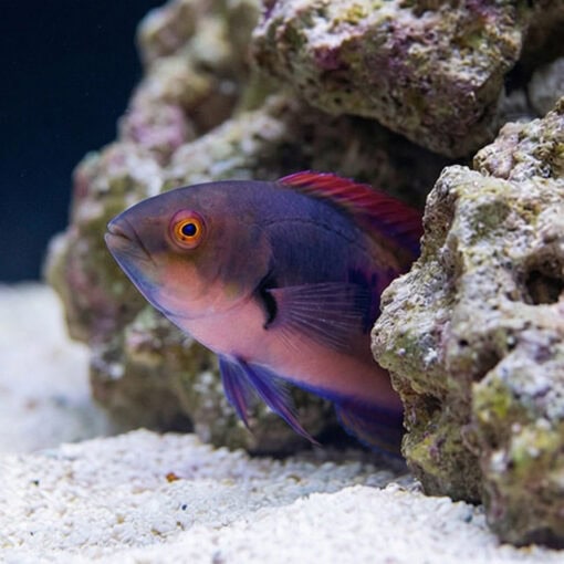 Blue Sided Fairy Wrasse - Image 5