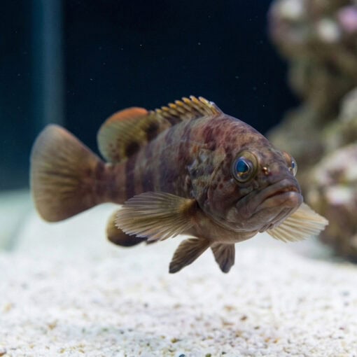Blue Spotted Grouper - Image 2