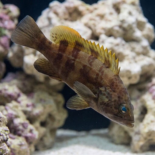 Blue Spotted Grouper - Image 3