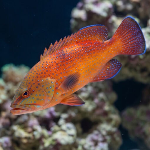 Blue Spotted Grouper - Image 4