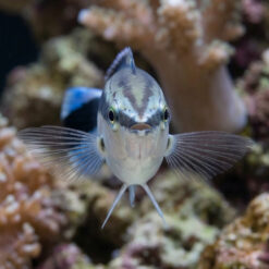 Alternative view of Cleaner Wrasse
