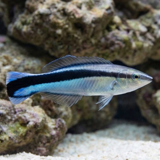 Cleaner Wrasse - Image 3