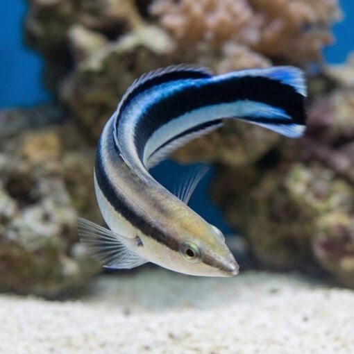 Cleaner Wrasse - Image 4