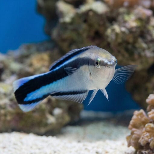 Cleaner Wrasse - Image 5
