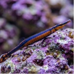 Alternative view of Blue-Stripe Pipefish