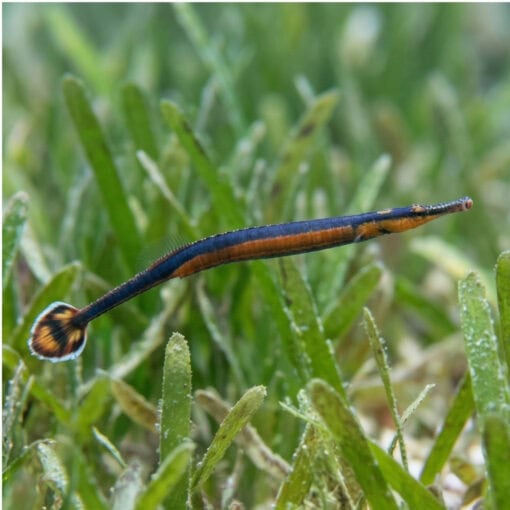Blue-Stripe Pipefish - Image 3
