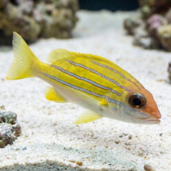 Bluestripe Snapper