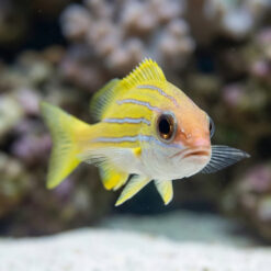 Alternative view of Bluestripe Snapper