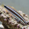 Bluestriped Fangblenny