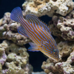 Boenacki (Blueline) Grouper
