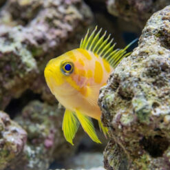 Alternative view of Borbonius (Blotchy) Anthias