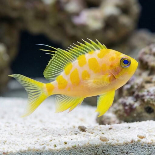 Borbonius (Blotchy) Anthias - Image 3
