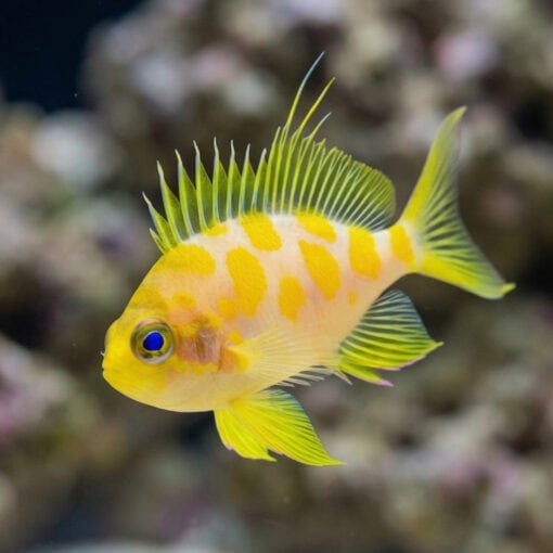 Borbonius (Blotchy) Anthias - Image 4