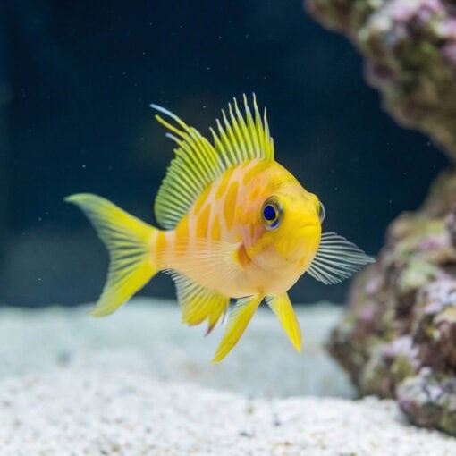 Borbonius (Blotchy) Anthias - Image 5