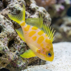 Borbonius (Blotchy) Anthias