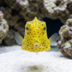 Alternative view of Boston Bean Boxfish