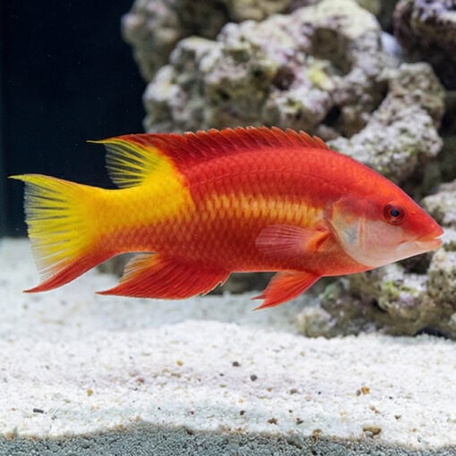 Cuban Hogfish - Image 3