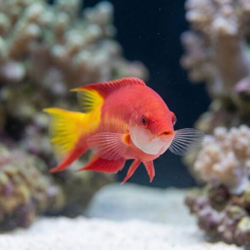 Cuban Hogfish - Image 5