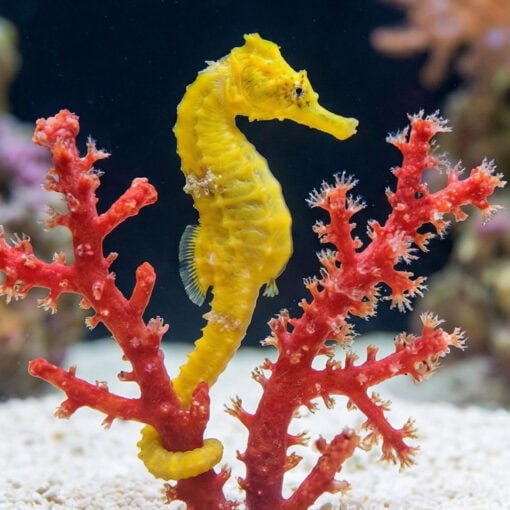 Brazilian Longsnout Reidi Seahorse