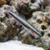 Broad-Stripe Neon Goby