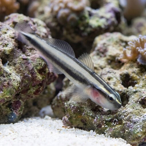 Broad-Stripe Neon Goby